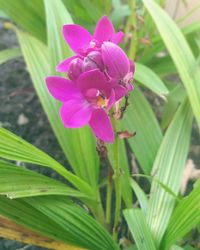 Close-up of pink flowering plant