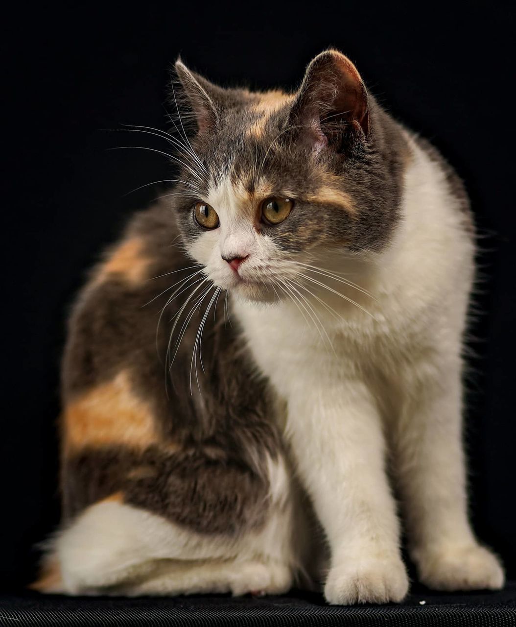 CLOSE-UP PORTRAIT OF A CAT