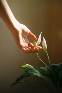 Close-up of hand holding plant