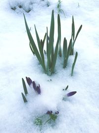 Close-up of snow on plant