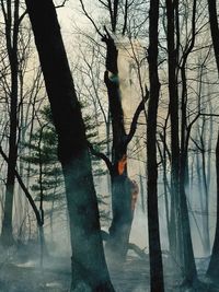 Bare trees in forest