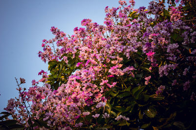 Low angle view of pink cherry blossoms in spring