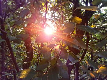 Low angle view of trees against bright sun