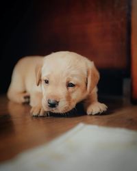 Portrait of puppy on floor