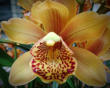 Close-up of flower blooming outdoors