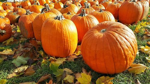 Close-up of pumpkins on field during autumn