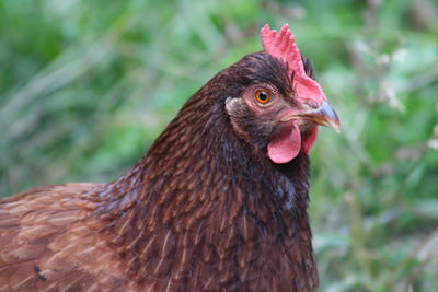 Close-up of rooster