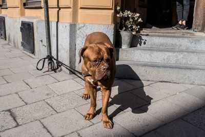 Portrait of dog on footpath