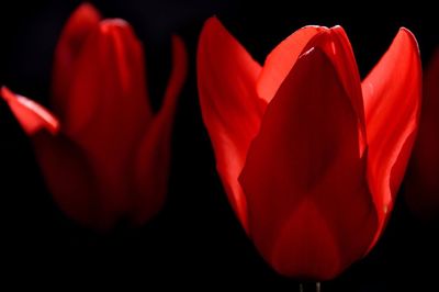 Close-up of red tulip against black background