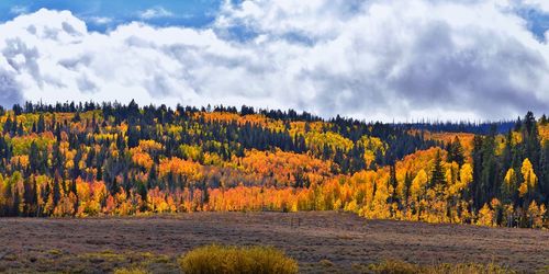 Daniels summit autumn quaking aspen leaves by strawberry reservoir utah. usa.