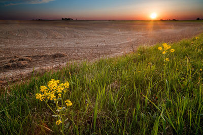 Scenic view of field against sky during sunset