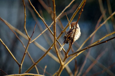 Close-up of dried plant
