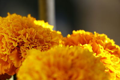 Close-up of yellow flower