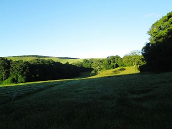 Trees on field against clear sky