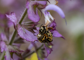 Close-up of bee pollinating on flower