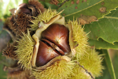 Close-up of fruits on plant