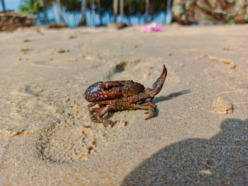 A little crab at the beach