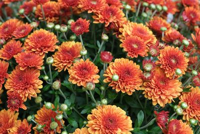 High angle view of flowering plants