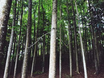 Low angle view of bamboo trees in forest