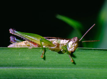 Close-up of insect