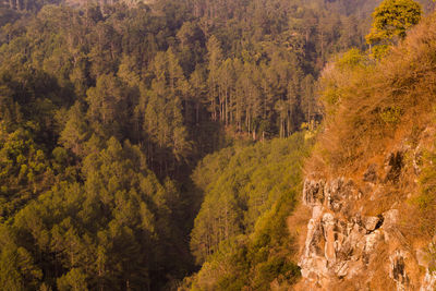 High angle view of pine trees in forest during autumn