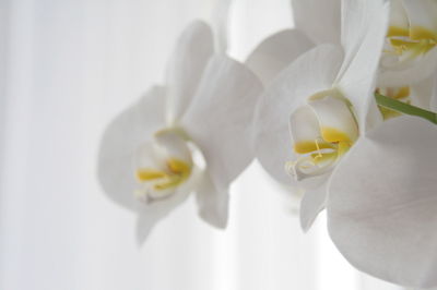 Close-up of white flowering plant