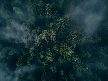 Aerial view of trees in forest during foggy weather