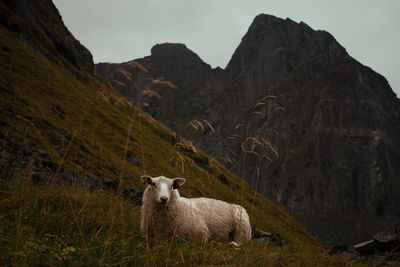 Sheep standing in a mountain