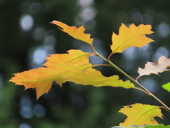 Close-up of yellow maple leaves