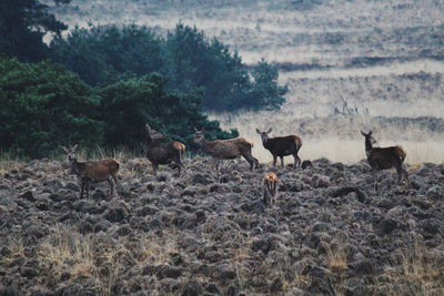 Deer standing in a field