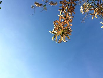 Low angle view of cherry blossom against blue sky