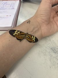 Close-up of butterfly on table