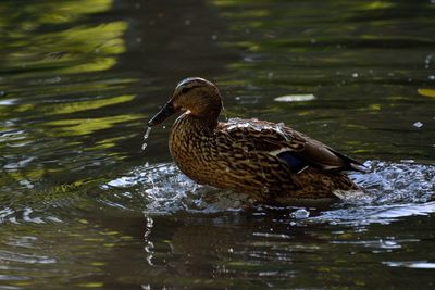 Duck swimming in lake