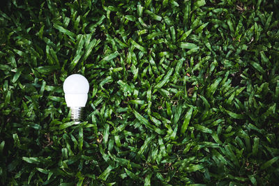 High angle view of light bulb against trees