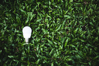 High angle view of light bulb against trees
