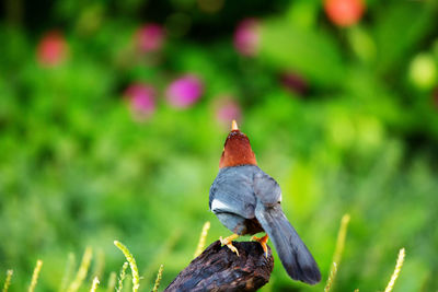 Close-up of bird perching on a tree