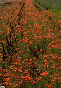 High angle view of flowers growing on field