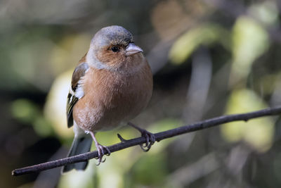 A close-up of a chaffinch perched on a short branch of a hazeltree.