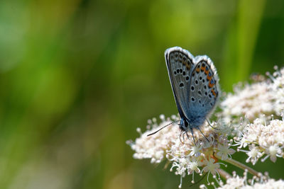 Close-up of butterfly pollinating on flower