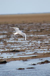 Bird flying over sea against sky