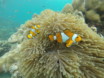 Fish swimming in sea