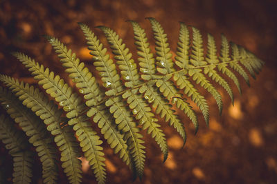 Close-up of fern