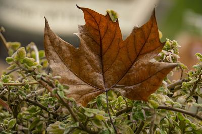 Close-up of dry maple leaves on plant