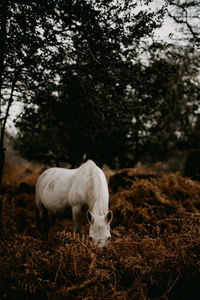 New forest pony amongst the golden ferns in autumn