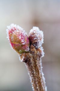 Close-up of frozen plant