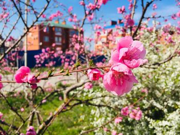 Close-up of pink cherry blossom