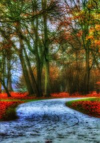 Trees in forest during autumn