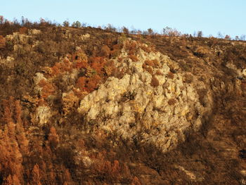 Trees on landscape against clear sky