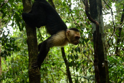 Low angle view of monkey hanging on tree in forest