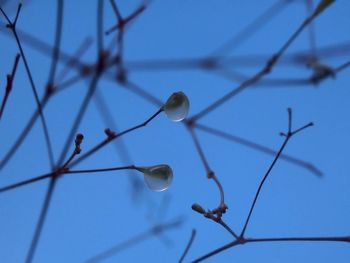 Low angle view of plant against blue sky